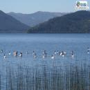 Lago Lanalhue