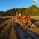 Paseo en carreton por la Isla Mocha